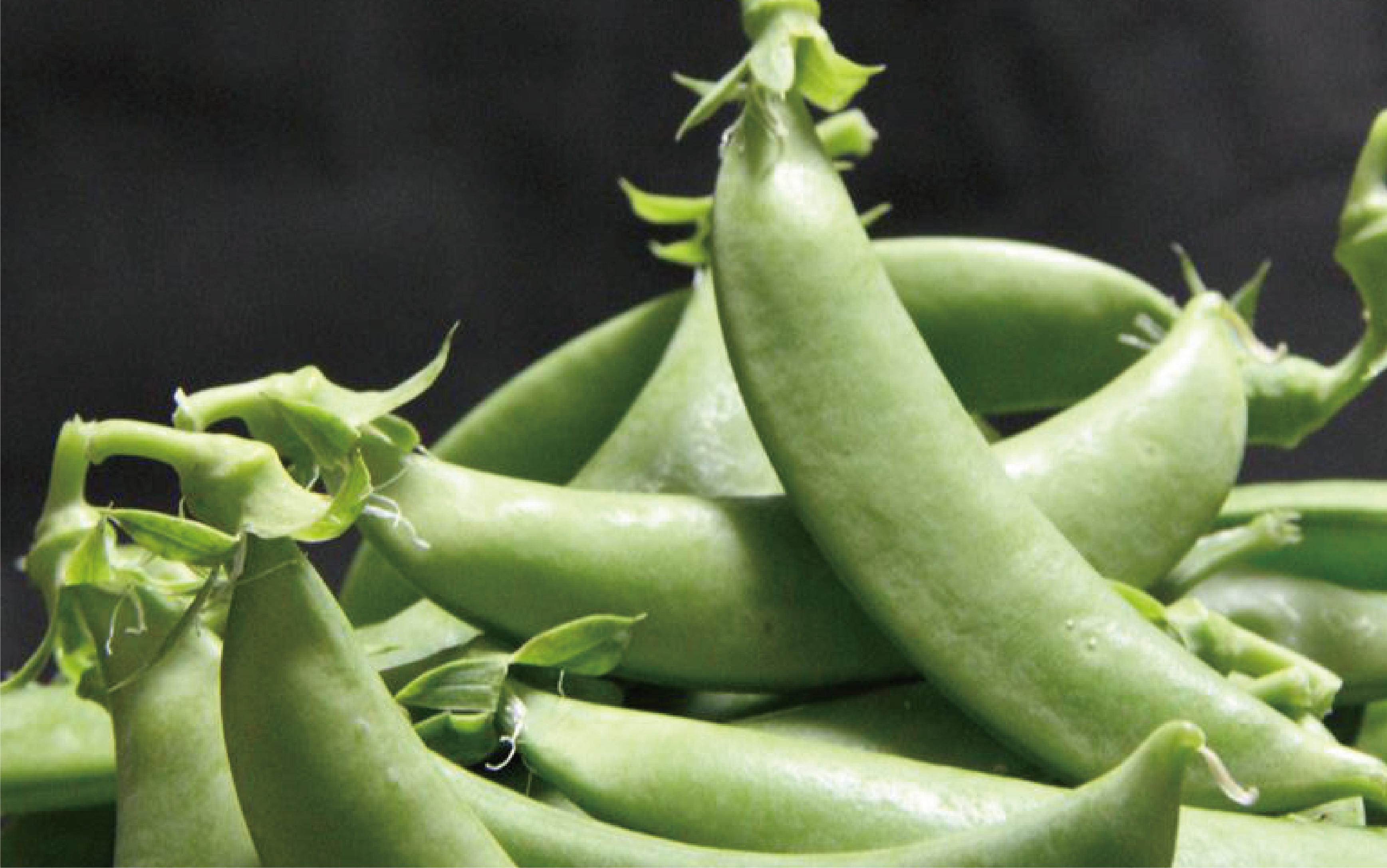 【2026年1月中旬〜発送】さや付きそら豆約1.5kgとスナップエンドウ約1kgのセット(アグリスタイル/A-207) そらまめ ソラマメ えんどう 旬 野菜 サラダ 冬 指宿 鹿児島