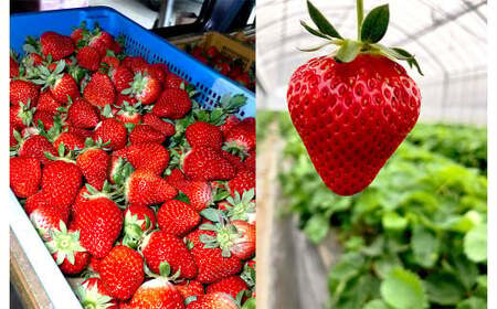 熊本県産 いちご （恋みのり）4パック 約1000g 苺 恋みのり こいみのり【2026年1月上旬発送開始】