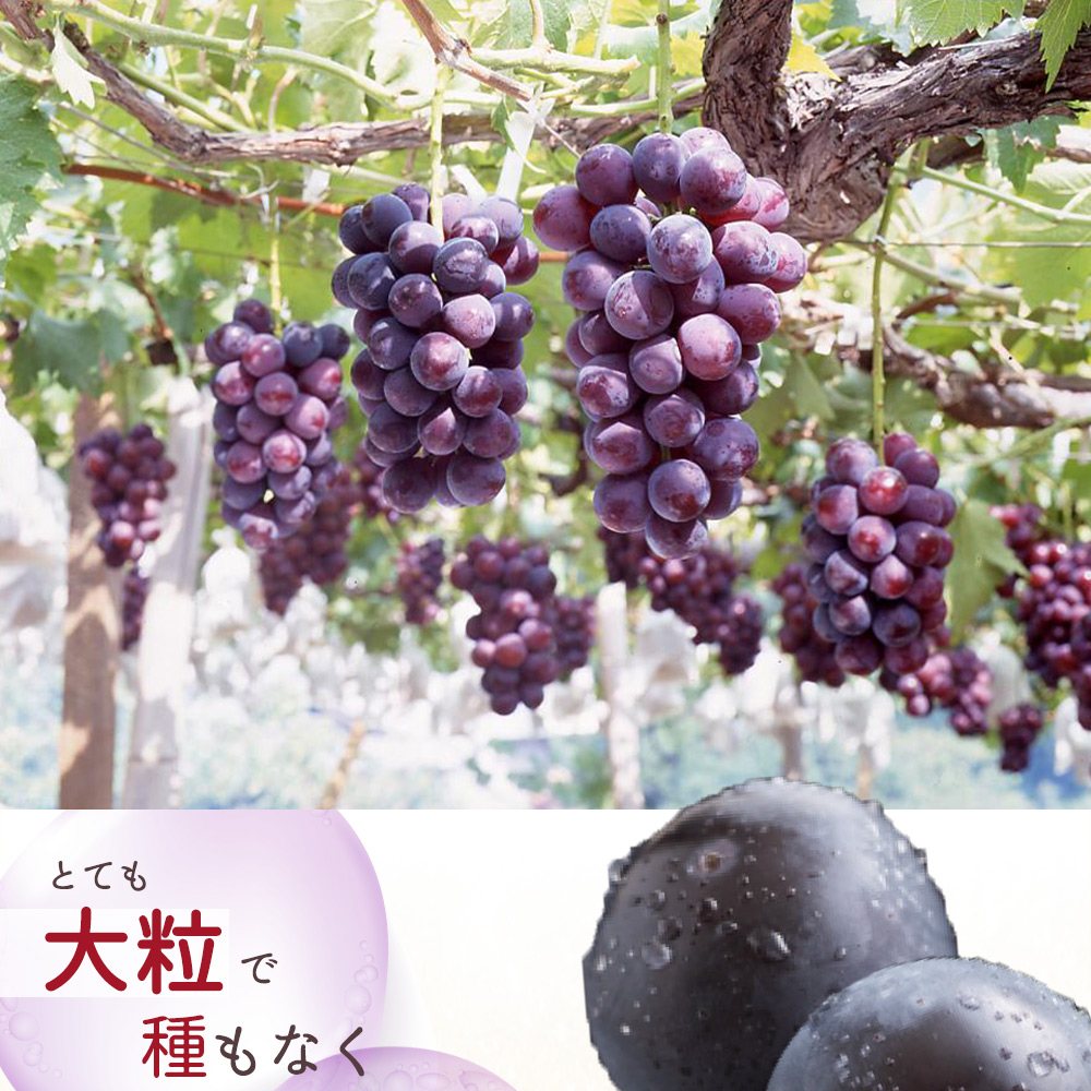 ピオーネ 約2kg　紀州和歌山 かつらぎ産 / ぶどう 葡萄 数量限定 甘い 和歌山 由良町 旬 フルーツ【2026年8月下旬以降発送予定】【uot781A】 