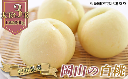 白桃 大玉 晩生種 岡山県産 白桃【3玉 1玉約300g】【先行予約】