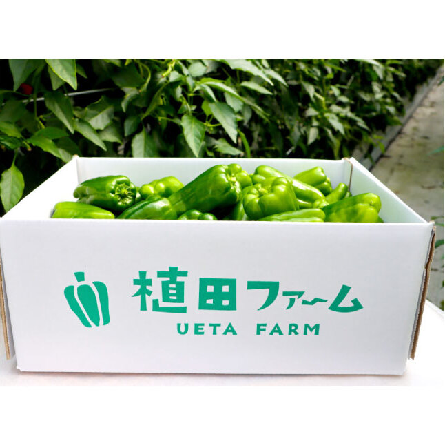 高知県産 植田ファームのこだわりピーマン 3kg ピーマン 新鮮野菜 サラダ 野菜 おかず 詰め合わせ 絶品 お取り寄せ 美味しい 料理 おうちごはん 新鮮 大容量 消費 国産 日本産_イメージ5