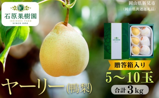 ヤーリー (鴨梨) 3kg 贈答箱 赤秀5～10玉 【先行予約 2026年11月中旬から順次発送】