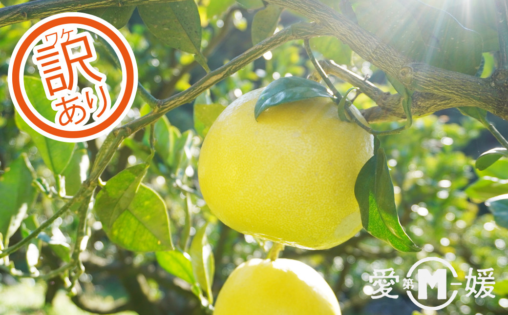 
                  【先行予約】訳あり 文旦 新女王 8kg 7000円 みかん mikan 蜜柑 ミカン わけあり ぶんたん 産地直送 国産 農家直送 期間限定 数量限定 特産品 ゼリー ジュース アイス 冷凍 みかん 等に 人気 甘い フルーツ 果物 柑橘 おいしい ジューシー 小玉 含む サイズ ミックス 愛媛県 愛南町 第一マルエム青果有限会社
                