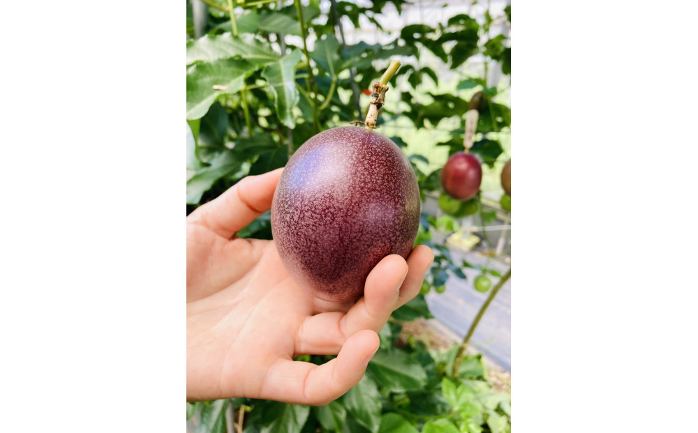 夏採れ!!【数量限定】パッションフルーツ　約１.６kg　Lサイズ　化粧箱