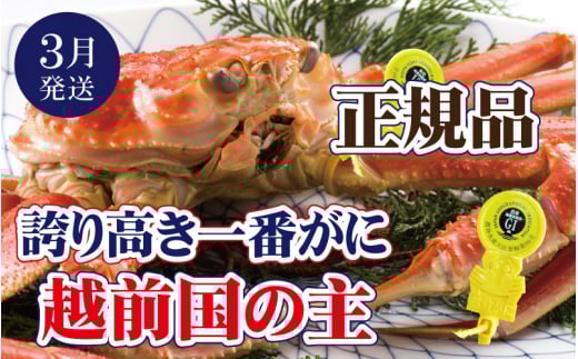 越前がに × 1杯（一番蟹）越前国の主！越前がにの象徴【雄 ズワイガニ ずわいがに 姿 生 ボイル 冷蔵 福井県】【3月発送分】【生でお届け】希望日指定可 備考欄に希望日をご記入ください [e37-x006_03a]