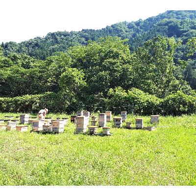 ふるさと納税 道志村 道志村産　天然はちみつ(600g×3本) |  | 01