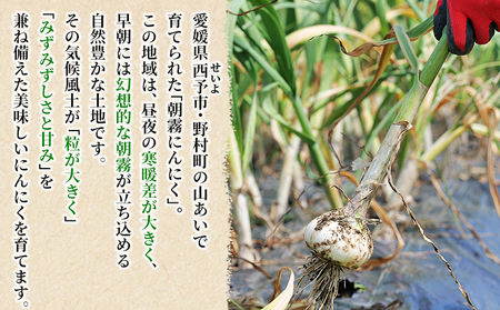＜西予市産 朝霧にんにく（乾燥小袋）1袋20g入り 15袋セット＞ 国産 ニンニク 小分け 15袋 セット 愛媛県産 野菜 やさい ドライ 大粒 ストック 薬味 特産品 ノムランド 愛媛県 西予市【常