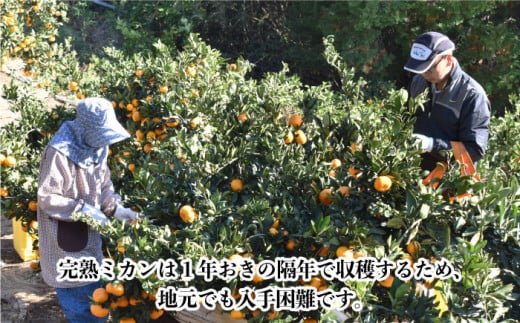 【数量限定】越冬完熟 原口 みかん 約5kg 完熟ミカン ミカン 柑橘 みかん 果物  フルーツ【長崎ぶんたんの会】 [OAF010]