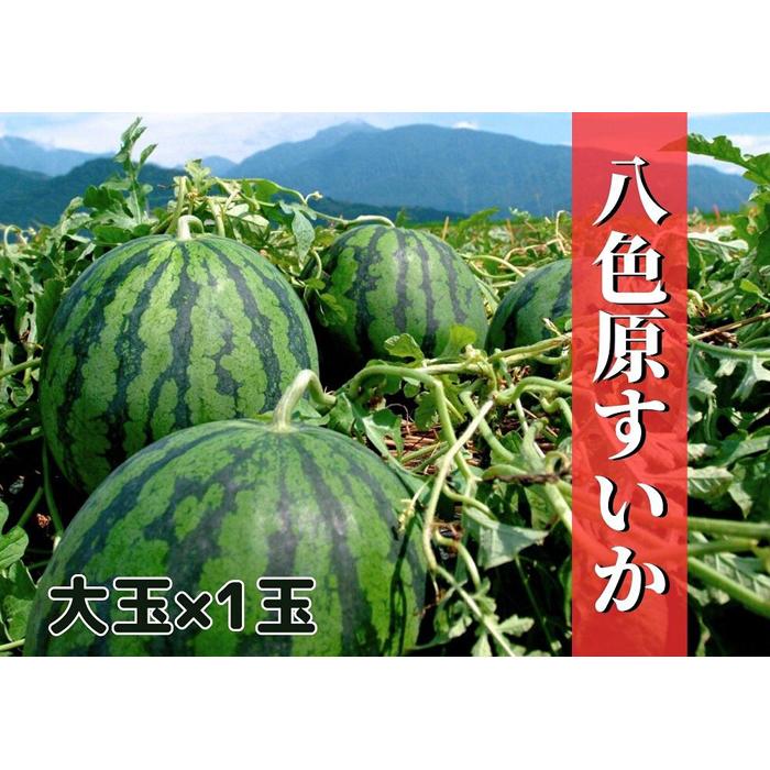 先行予約【新潟県南魚沼産】八色原スイカ 大玉１玉【西瓜 スイカ すいか 大玉 季節限定 果物 フルーツ ギフト 名産地 産地直送 シャキシャキ 厳選 デザート 新潟県】【2026年7月下旬発送】【お届け日時指定不可】