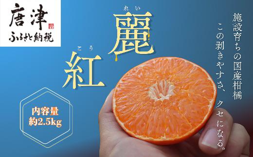 
                  『予約受付』【令和9年1月下旬より順次発送】農家直送！施設育ちの希少柑橘 麗紅(箱込み2.5kg) みかん ミカン 蜜柑 柑橘 ハウス栽培
                