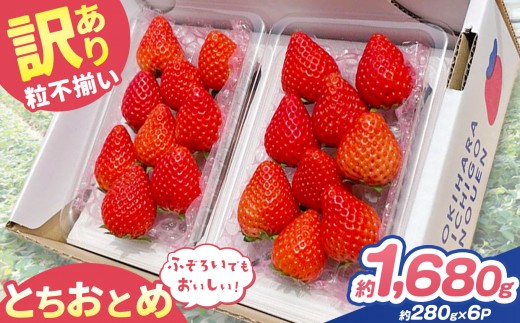 訳あり 粒不揃い とちおとめ 1,680g (280g×6P) | 栃木県 矢板市 澳原いちご農園