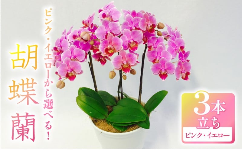 
            飾るだけ 胡蝶蘭 ミディー胡蝶蘭 選べる カラー ピンク系 イエロー系 5.5号 3本立ち 寄せ植え 花 お花 flower ピンク 黄色 植物 コンパクト 品種 おまかせ 家庭用 鑑賞用 インテリア 贈答用 記念日 ギフト プレゼント お祝い 誕生日 還暦 米寿 お歳暮 お中元 贈り物 母の日 父の日 鉢植え 慶事 生花 千葉県 旭市 椎名洋ラン園 sye
          
