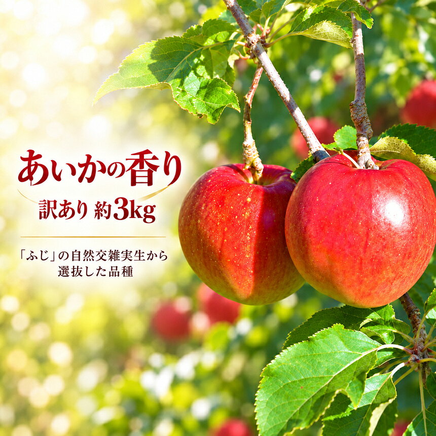 【ふるさと納税】 訳あり りんご 令和8年11月中旬発送 傷等訳あり・ご家庭用 甘い! 希少! 幻のりんご あいかの香り 選べる 訳あり 約3キロ 約5キロ（りんご・リンゴ・林檎）伊那市 長野県 信州【010-e2】【016-33】