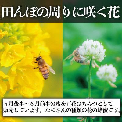 ふるさと納税 瀬戸内市 瀬戸内市産 レンゲはちみつ×1本と 百花はちみつ×1本のセット 石黒農園[No.5735-1643] |  | 03