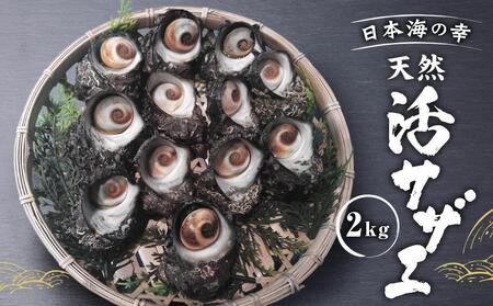 活サザエ2kg（1個100g以上） さざえ サザエ さざえ サザエ さざえ サザエ さざえ サザエ