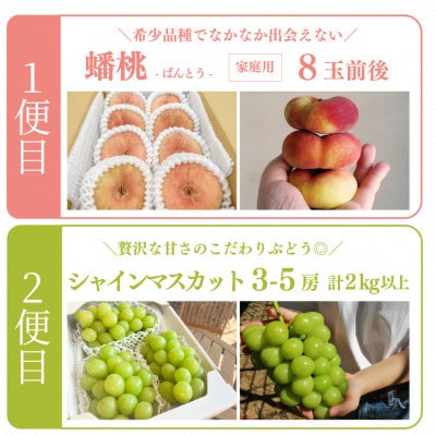 【発送月固定定期便】【きよとうファーム】蟠桃とシャインマスカットのご家庭用を岡山から産地直送全2回【配送不可地域：離島】
