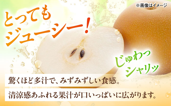 【先行予約】豊水梨【5～6玉】＜2026年8月下旬から発送＞【北海道・沖縄配送不可】 ／ 梨 なし ナシ 和梨 果物 フルーツ 国産 産地直送【株式会社フジ・アグリフーズ】 [BKAY022]