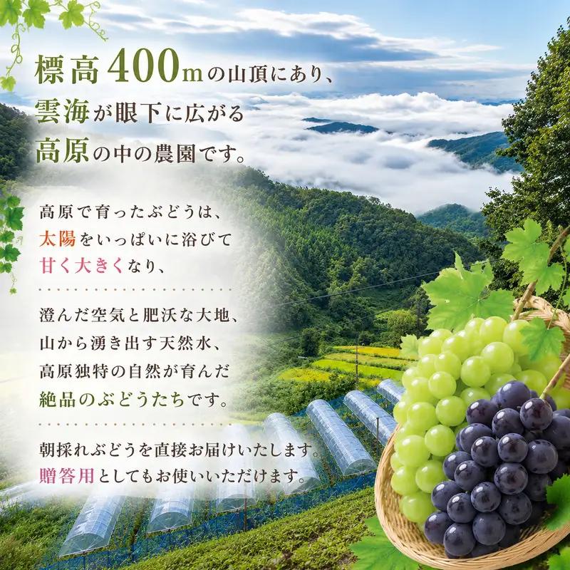 シャインマスカット ぜきお農園 岡山県産 シャインマスカット【2房 約1kg】【先行予約】