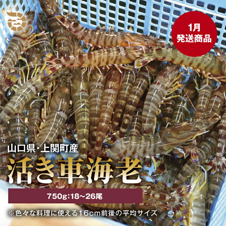 【ふるさと納税】〈1月発送〉C-14　活き車えび（約750g）