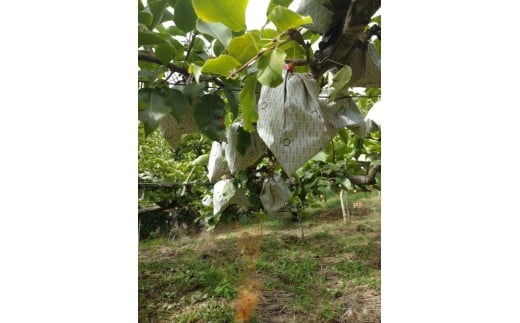 訳あり 鳥取県産 新興 梨 5kg (8玉～16玉)