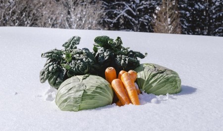 雪まち野菜セット（キャベツ、ニンジン、ほうれん草、くらかけ豆）季節・数量限定