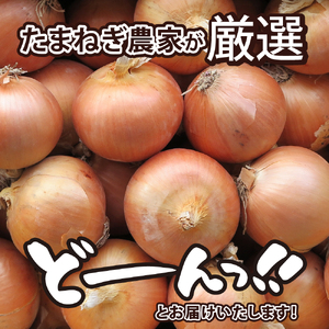【先行受付】【2025年10月より配送予定】北海道 十勝 芽室産 たまねぎ 10kg 1箱 玉ねぎ 玉葱 タマネギ オニオン 野菜 ベジタブル 産地直送 新鮮 送料無料 お取り寄せ 10キロ 大容量 