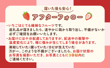 【先行予約】【2月発送】朝摘み！完熟とちあいか《ワンポイントにミルキーベリー入り》640g（320g×2p）　※離島への配送不可　※2026年2月上旬～2月下旬頃に順次発送予定