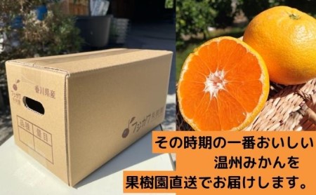 フジカワ温州みかん 約2kg