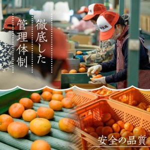 【11月中旬頃発送開始】JAさつま日置産 北原早生（温州みかん） 合計約5kg 厳しい基準をクリアした 甘い みかん をご自宅で！【A-1766H】