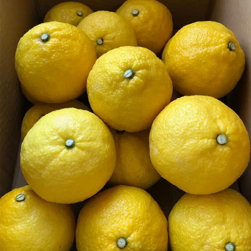 【2027年2月頃から順次発送】春を呼ぶ はるか 家庭用 3kg | みかん 柑橘 果物 ミカン みかん 愛媛みかん 松山みかん 農家直送 家庭用 柑橘 愛媛 松山 北条 果物 フルーツ 産地直送 み
