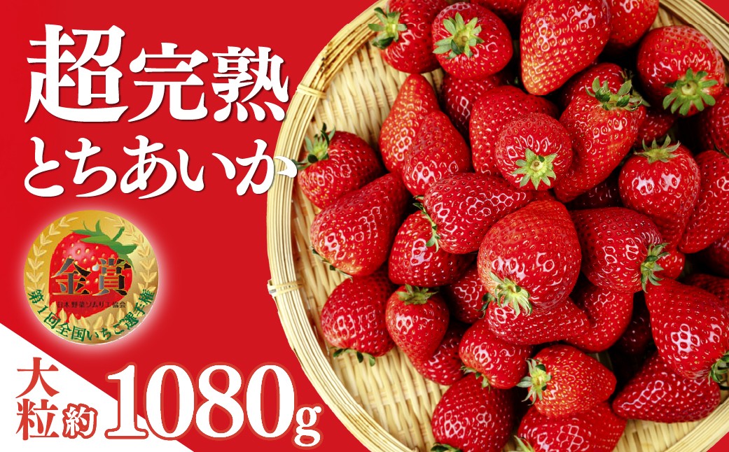 
            【選べる発送月】いちご 「茂木完熟いちご」　第1回いちご選手権金賞 とちあいか 大粒 約270g × 4パック 合計 約1080g | いちご イチゴ 苺 とちあいか 大粒 特大 第1回いちご選手権金賞  ブランドいちご ストロベリー 完熟 果物 甘い あまい フルーツ くだもの 旬 産地直送 栃木県産 美土里農園 栃木県 茂木町
          