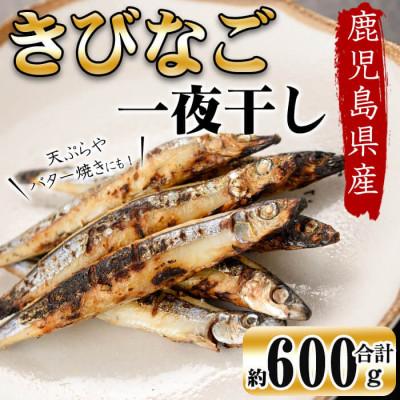 ふるさと納税 志布志市 鹿児島県産 黒潮の恵み 天然物 きびなご 一夜干し 約200g×3パック(合計約600g)!