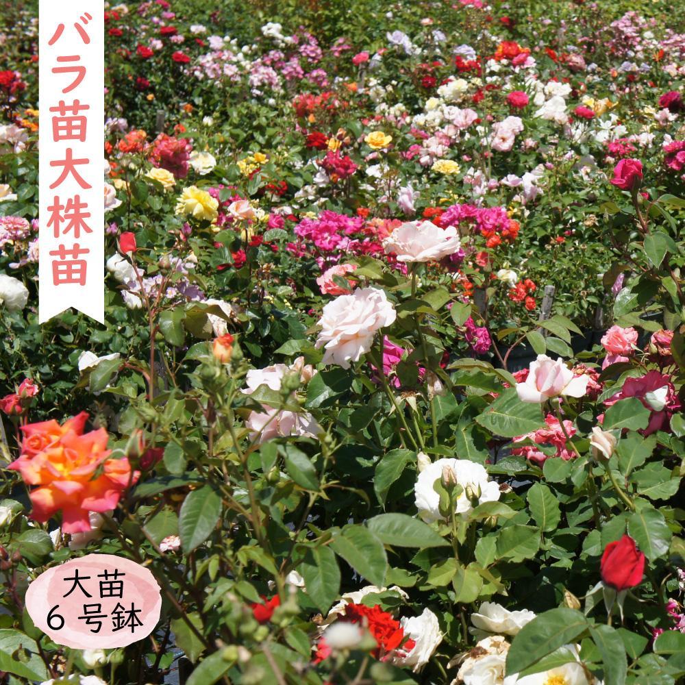 【ふるさと納税】苗木 バラ 1株 ( 6号鉢 ) | 植物 プラント 人気 おすすめ 送料無料
