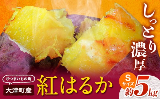 【先行予約】タカハマ観光農園 の 紅はるか 約5kg Sサイズ《1月上旬-5月末頃出荷》熊本県 大津町 さつまいも さつま芋 芋 スイートポテト 干し芋 焼き芋