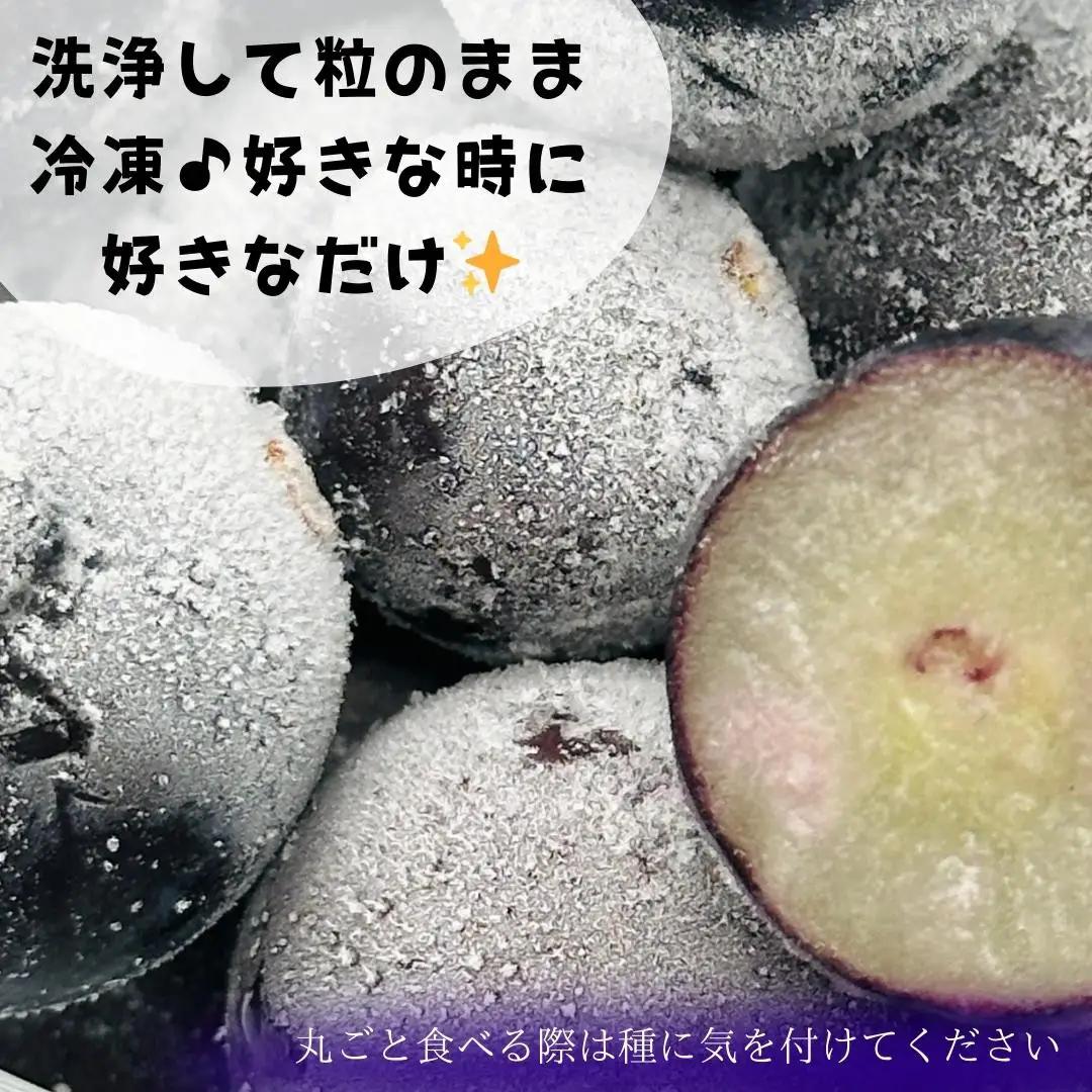 冷凍 種あり 巨峰 約500g 秀優混合 サイズミックス 和歌山県産 産地直送 ぶどう クール便  【みかんの会】  巨峰