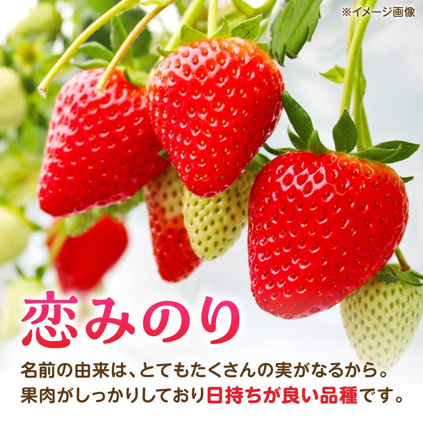 【先行予約】【2027年3月中旬より順次発送】いちご 恋みのり 百花園ファーム 約500g（約250g×2P） お試し用 11粒から14粒/P 2Lサイズ 【株式会社合志百花園ファーム】[AYDW00