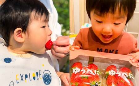 『まるでお姫様のような高級大粒いちご』 大粒いちご 250g×2パック 約500g 1箱 （ゆうべにまたは恋みのり） 熊本県産 【2026年1月下旬発送開始】 フルーツ くだもの 果物 イチゴ 苺 い