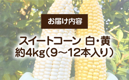 農家直送 朝どれ スイートコーン 白 黄 食べ比べ セット 約4kg （９-12本入り）《豊前市》【湯越農園】 野菜 コーン[VBC002] とうもろこし とうもろこし スイートコーン とうもろこし 