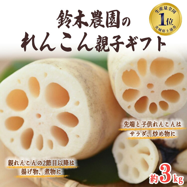 【ふるさと納税】鈴木農園の新物夏れんこん親子ギフト 約3kg 【1123833】 ※2026年10月～発送