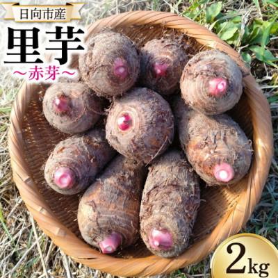 ふるさと納税 日向市 【期間限定】里芋(赤芽) 約2kg