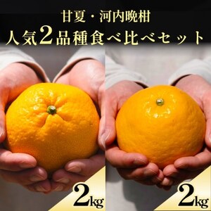 甘夏+河内晩柑 愛媛人気2品種食べ比べ【各2kg】【D70-134】【1684484】