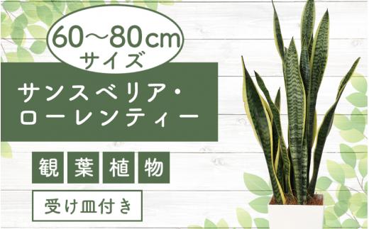 
3月上旬～発送【観葉植物】サンスベリア・ローレンティー60cm～80cm(Green Base/014-1410) 南国鹿児島県で育った 観葉植物！植物 鉢付 インテリア 室内 オフィス おしゃれ プレゼント ギフト 開店祝い 移転祝い マイナスイオン【配送不可地域：北海道・沖縄県・離島】
