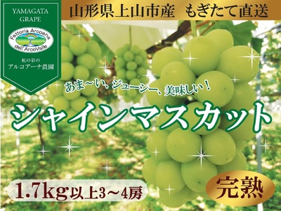 【樹上完熟】シャインマスカット　１.７ｋｇ（もぎたて直送）　0148-2615