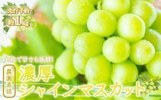 
            ＜25年発送先行予約＞農園直送！濃厚シャインマスカット 約1.0kg※クール便配送 109-006
          