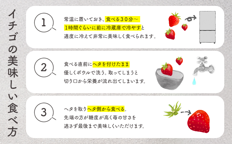 PREMIUMイチゴ 12玉 1玉45g以上 ひのしずく いちご イチゴ 苺《2026年2月発送予定》ヴァリアス株式会社 果物 くだもの フルーツ 希少 ギフト プレゼント 贈り物 国産 九州産 熊本