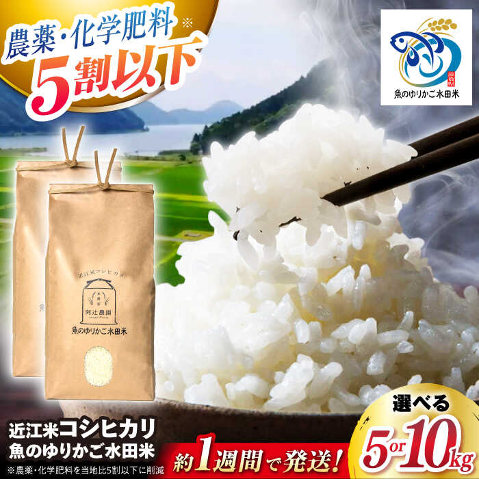 【ふるさと納税】すぐ届く【令和7年産】 近江米 コシヒカリ 5kg～10kg 魚のゆりかご水田米　長浜市/阿辻農園[AQAW003] コシヒカリ こしひかり 近江米 滋賀 水田 米 お米 白米 5kg 人気 おすすめ 5キロ ごはん ご飯 精米 おにぎり すぐ届く すぐ 届く スピード発送