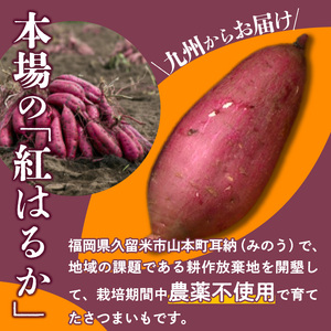 【福岡県久留米市産】熟成さつまいも（紅はるか）5kg ＜定期便－2ヶ月毎に6回お届け＞ 〔Tk011〕