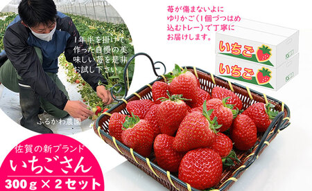 新品種 いちごさん 2箱セット ふるかわ農園 農家 直送品 果物 くだもの フルーツ 人気 ランキング 評価 高い 苺 イチゴ