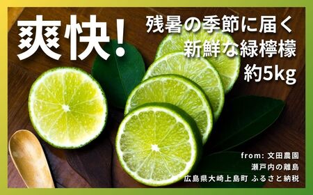 ハウスグリーンレモン 約5kg 9月発送 瀬戸内 広島 大崎上島 離島 柑橘 檸檬 レモン 果物 フルーツ 贈答用 ギフト 産地直送