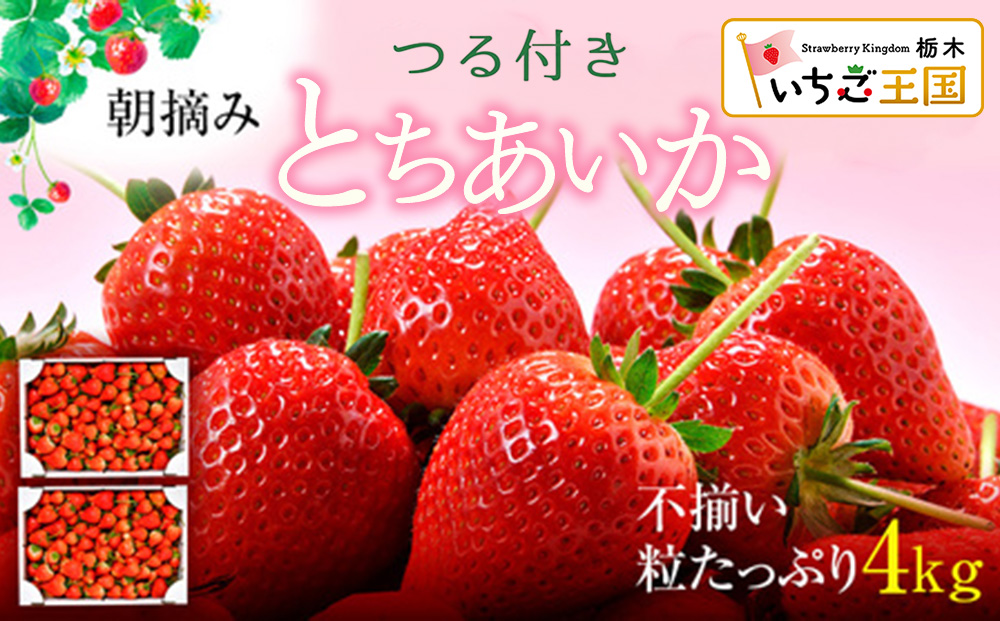【訳あり】いちご とちあいか不揃い粒 2kg×2箱 計4kg ※2027年5月中旬～発送